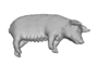research:topics:image-based_3d_reconstruction:pig_3.png